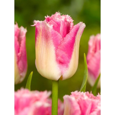 Bulbi lalele Fringed Izumi