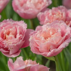 Bulbi lalele Fringed Pink Magic