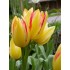 Bulbi lalele Multiflore Sunshine Club
