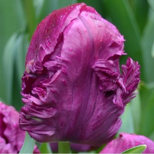 Bulbi lalele Papagal Parrot Prince