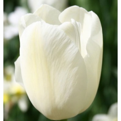 Bulbi lalele Simple Catherina (Single late)