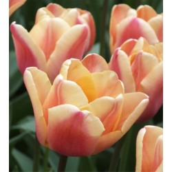 Bulbi lalele Triumph- Apricot Foxx