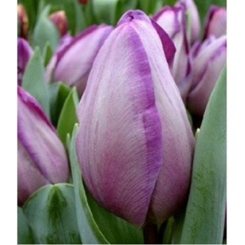 Bulbi lalele Triumph Jacuzzi