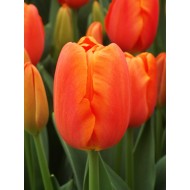 Bulbi lalele Triumph Orange Juice
