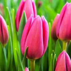 Bulbi lalele Triumph- Pink Ardour