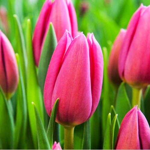 Bulbi lalele Triumph Pink Ardour