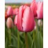 Bulbi lalele Triumph Pink Pride