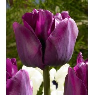 Bulbi lalele Triumph Saigon Grafitti