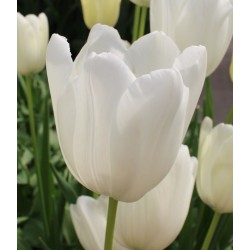 Bulbi lalele Triumph White Proud