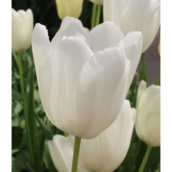 Bulbi lalele Triumph White Proud