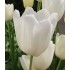 Bulbi lalele Triumph White Proud
