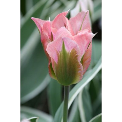 Bulbi lalele Viridiflora China Town