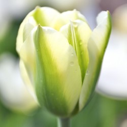Bulbi lalele Viridiflora- Green Spirit