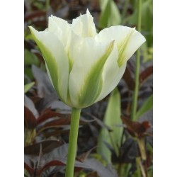 Bulbi lalele Viridiflora Spring Green