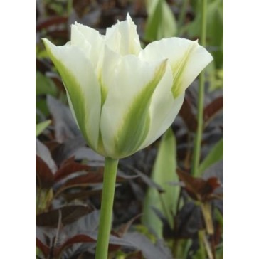 Bulbi lalele Viridiflora Spring Green