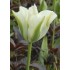 Bulbi lalele Viridiflora Spring Green