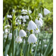 Bulbi Leucojum Aestivum (Ghiocei de vara, Ghiocei de balta)- pachet  50 bulbi