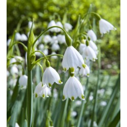 Bulbi Leucojum aestivum (Ghiocei de vara, Ghiocei de balta)