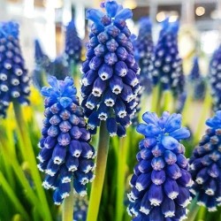 Bulbi Muscari armeniacum Night Eyes -pachet 100 bulbi