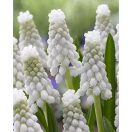 Bulbi Muscari armeniacum Siberian Tiger -pachet  10 bulbi