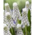Bulbi Muscari armeniacum Siberian Tiger -pachet  50 bulbi