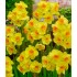 Bulbi narcise Multiflore Cornish Down