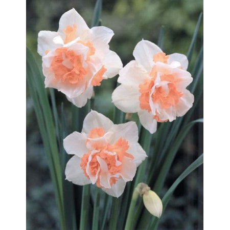 Bulbi narcise batute Replete