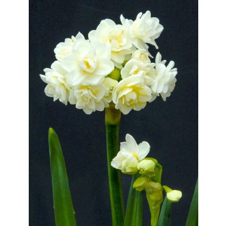Bulbi narcise Multiflore duble Erlicheer
