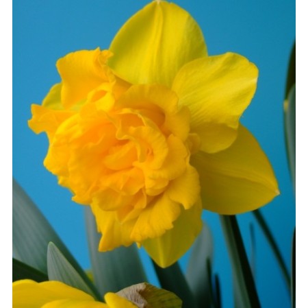 Bulbi narcise batute Gold Medal Double