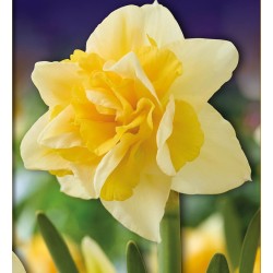 Bulbi narcise batute Growers Beauty