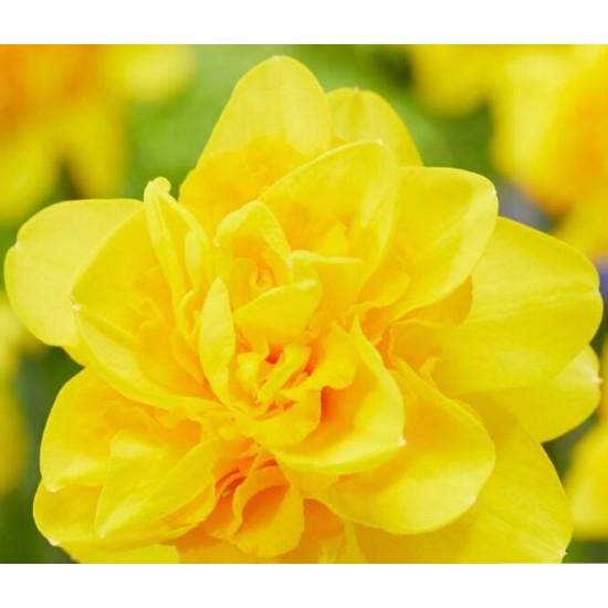 Bulbi narcise batute Hart van Alkmaar Bulbi narcise batute Hart van Alkmaar