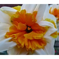 Bulbi narcise coroana crestata Peach Swirl