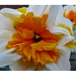 Bulbi narcise coroana crestata (Splitted) Peach Swirl