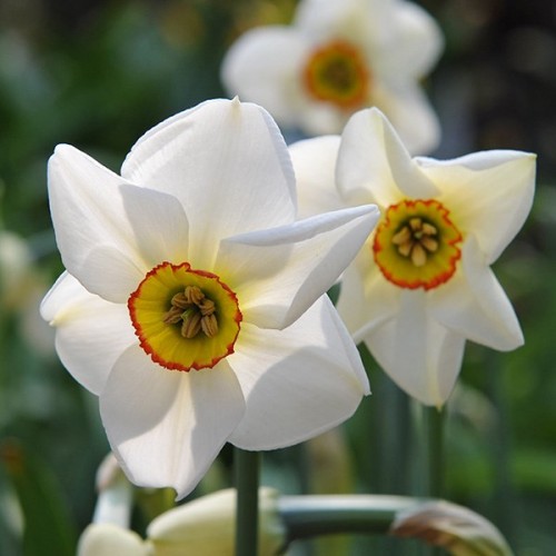 Bulbi Narcise poeticus recurvus Pheasant Eye -pachet  50 bulbi
