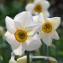 Bulbi narcise- poeticus Actaea