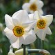 Bulbi narcise- poeticus Actaea