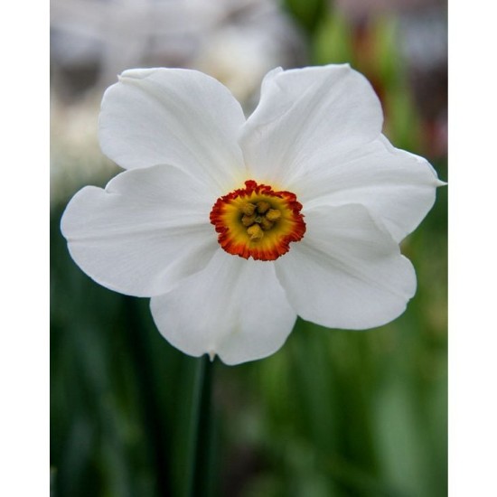 Bulbi narcise- poeticus Actaea