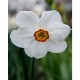 Bulbi narcise- poeticus Actaea
