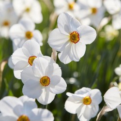 Bulbi narcise- poeticus Actaea