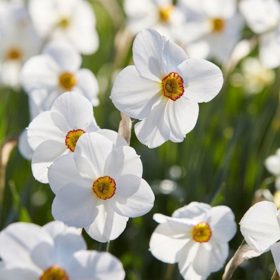 Bulbi narcise- poeticus Actaea