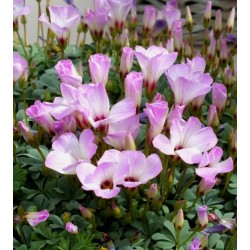 Bulbi Oxalis adenophylla -pachet 50 bucati