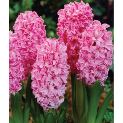 Bulbi zambile Pink Pearl