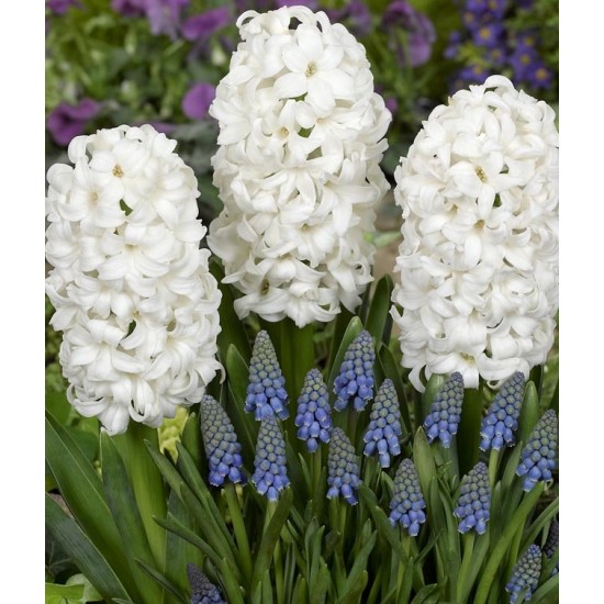 Bulbi zambile Polar Giant