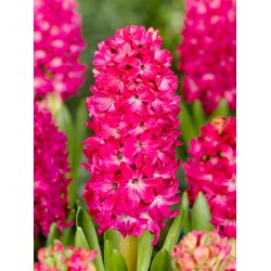 Bulbi zambile Scarlet Pearl