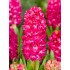 Bulbi zambile Scarlet Pearl
