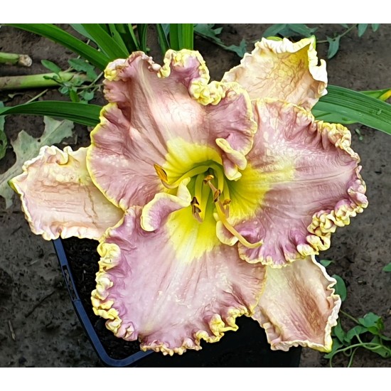 Plante Hemerocallis Bestseller Plante Hemerocallis Bestseller