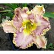 Plante Hemerocallis Bestseller Plante Hemerocallis Bestseller