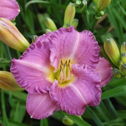 Plante Hemerocallis Entrapment