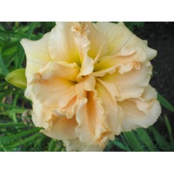 Plante Hemerocallis Ikebana Star