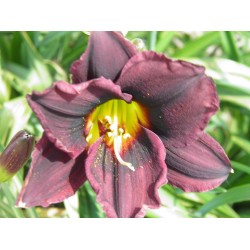 Plante Hemerocallis Midnight Oil